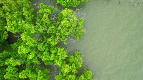 Aerial view Top view of Mangroves forest. An ecosystem in the Bangkaew, Samut Songkhram, Thailand. Mangrove landscape. mangroves along the coastline. 4k Drone Footage.

