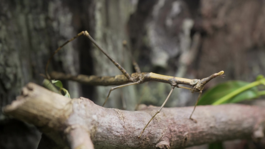 This video shows a large Peruvian Jumping Stick insect (Pseudoproscopia scabra) blending into it's environment on a branch. | Shutterstock HD Video #1091780891