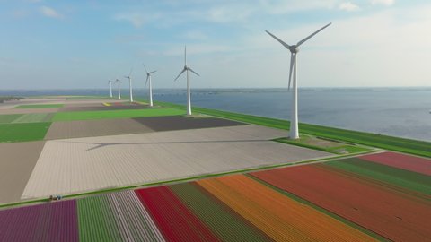 Tulips in red and purple growing in a field with wind turbines on a levee during a spring day. Drone point of view from above.
