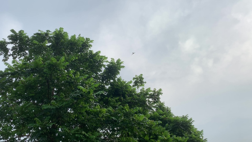 afternoon looking up blue sky above the tree with birds flying around it
