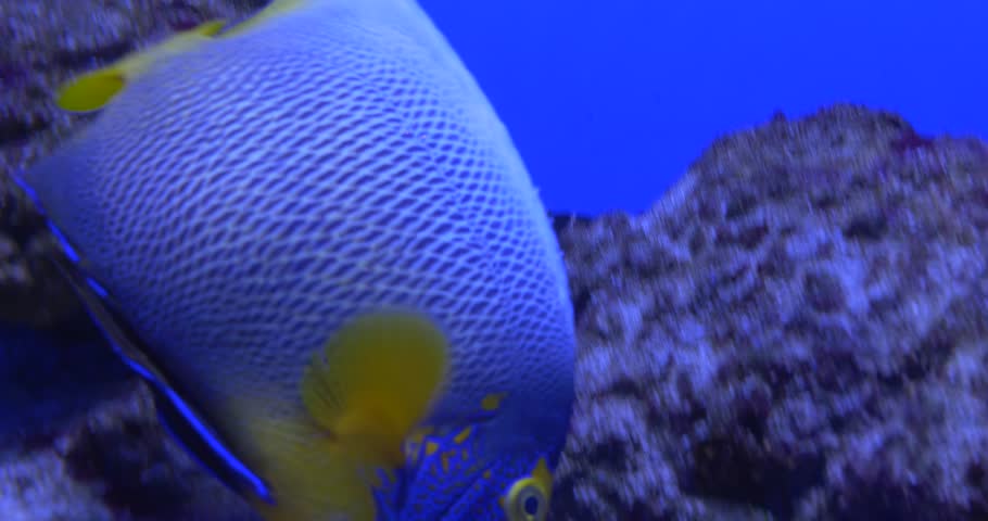 Blue and Yellow Fish, Yellow Tailed Fish, Closeup, floating up and down, turning, partition of aquarium, Flossil Coral Reef, Little Fishes, oceanarium, blue lamplight, underwater