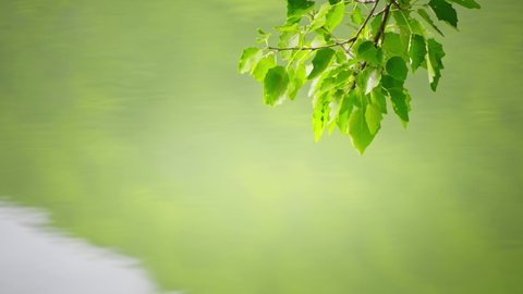 Branch with green leaves over the green water of lake. Light ripples on the calm water surface. Abstract summer nature background
