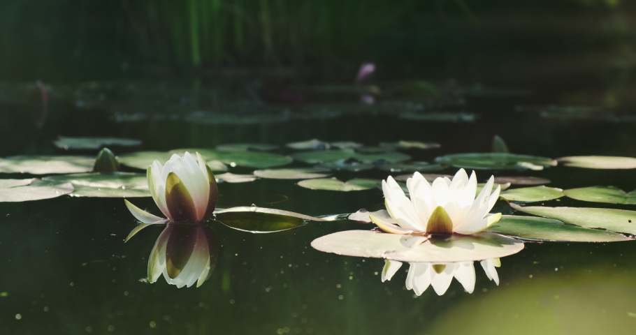 Beautiful white water lilies in sun light on nature green background, wild forest. Natural white lotus flower blooming in pond, lake, river water in sunny warm summer. Static waterlily buds 4k footage Royalty-Free Stock Footage #1091786699