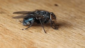 Fly sitting and walking on a wooden table. Fly also starts to pee and explores table with its trunk or nozzle. Video is in 4k at 30fps