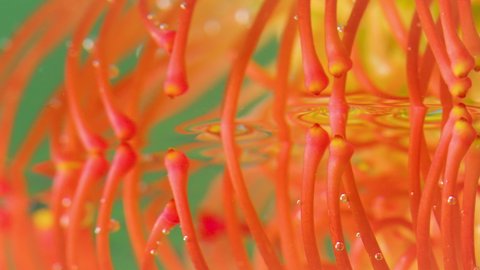 Close-up of stamens of flower under water. Stock footage. Exotic plant with bright stamens. Beautiful plant under water with bubbles