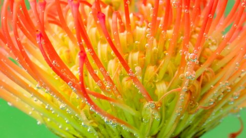 Beautiful flower with stamens under water. Stock footage. Exotic bright flower under water with bubbles. Beautiful flower stamens in clear water with bubbles. Refreshing water with proteus 