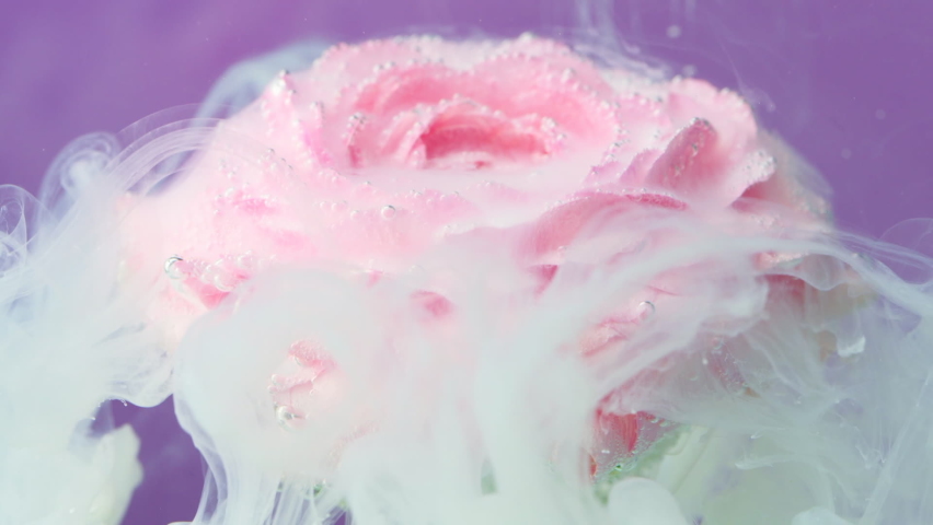 Ink flows with rose under water. Stock footage. Delicate rose with ink in clear water on isolated background. Beautiful rose with ink for perfume advertising perfume Royalty-Free Stock Footage #1091788809