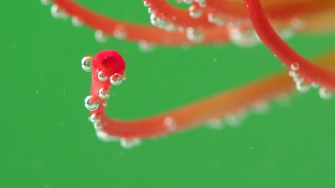 Close-up of bright flower stamens with bubbles. Stock footage. Exotic flower under water with bubbles on isolated background. Bubbles on stamens of flower under water