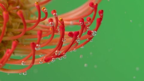 Close-up of bright flower stamens with bubbles. Stock footage. Exotic flower under water with bubbles on isolated background. Bubbles on stamens of flower under water