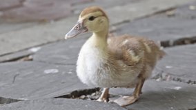video with small yellow duckling