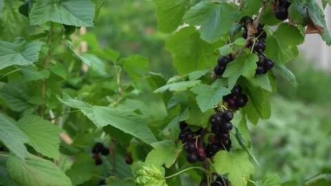 Fresh blackcurrant berries on green bush. Summer garden
