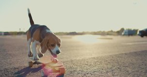 Beagle dog rides a skateboard. Close-up shooting. Slow motion