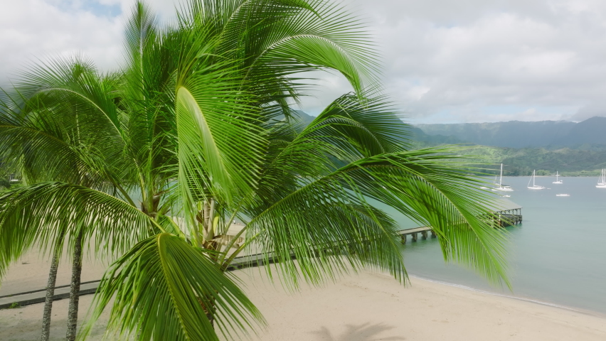 Empty golden sandy beach on Hawaii. Aerial close up of lavish green leaves on top of scenic tall palm tree slowly moving by sea breeze on motion background of green mountains covered with clouds 4K