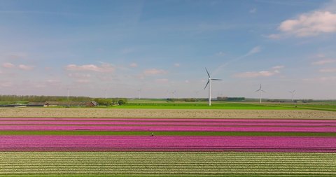 Field of Pink Tulips in a dutch landscape with wind turbines.