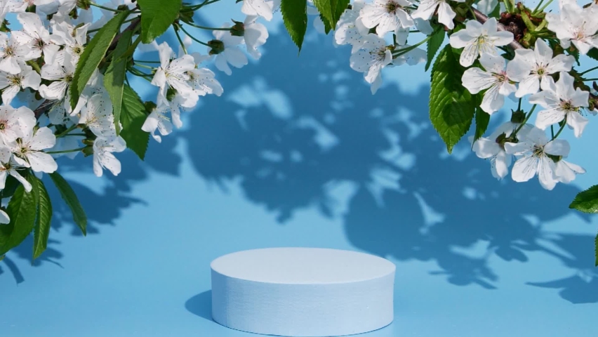 Cherry flowers blossom on blue background, leaves shadow, product design mockup | Shutterstock HD Video #1091798959