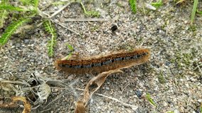 one big caterpillar closeup video