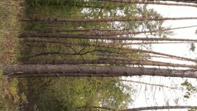 Vertical video autumn forest with trees in Ukraine, slow motion