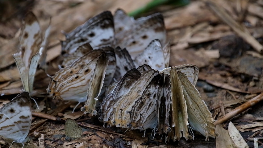 A zoom out footage of these Marbled Map buterflies, Cyrestis cocles, Thailand.