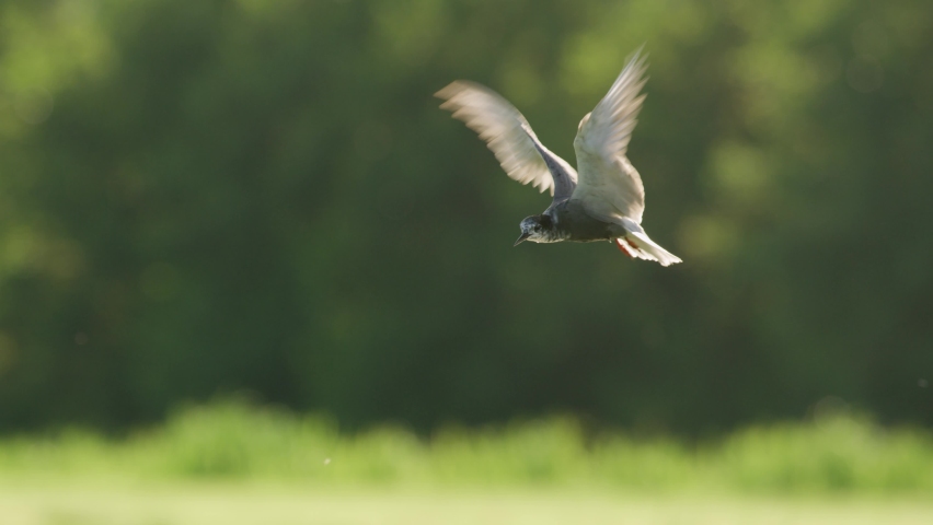 Cinematic Slow Motion Shot of Black Tern Hovering in Mid Air