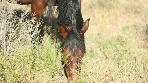 A Wild Mustang Horse Grazing in the Grass in the Nevada Desert - Slow Motion - Shallow Depth of Field