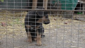 puppy in a cage,dog shelter, black small dog in a cage