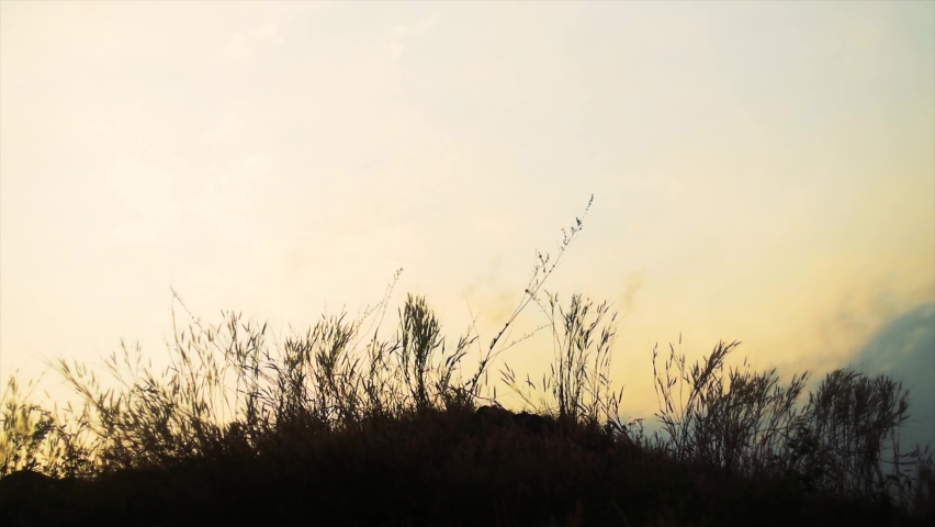 beautiful sunset view among the weeds