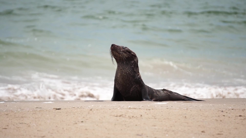 lonely fur seal on the coast of the atlantic ocean