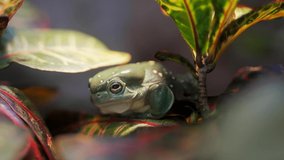 This close up video shows a magnificent tree frog (Litoria splendida) moving about on a jungle plant.