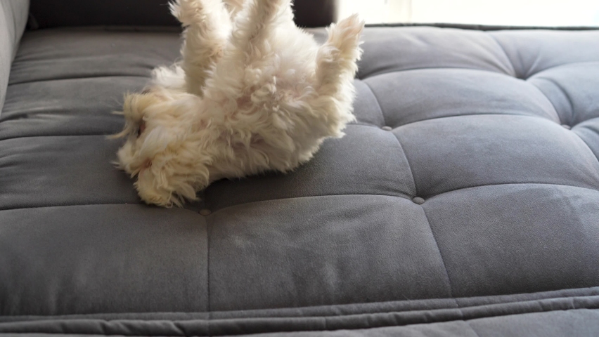 Maltese dog playing on the couch with his belly up in slow motion Royalty-Free Stock Footage #1091814149