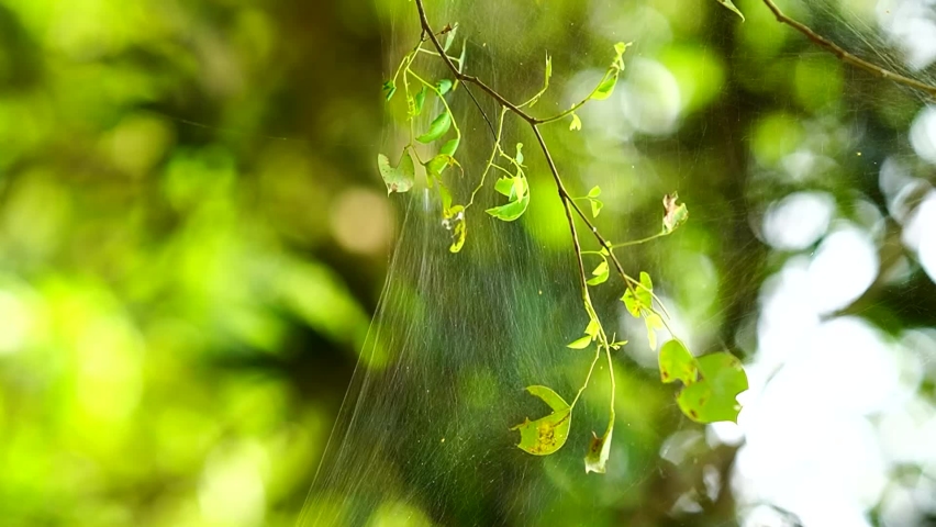 Spider trap in green leaf | Shutterstock HD Video #1091816551