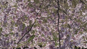 Aerial footage of beautiful cherry blossoms in park. Drone video of sakura trees full in blooming pink flowers in spring in picturesque garden. Branches of the tree over sunny blue sky. Floral pattern