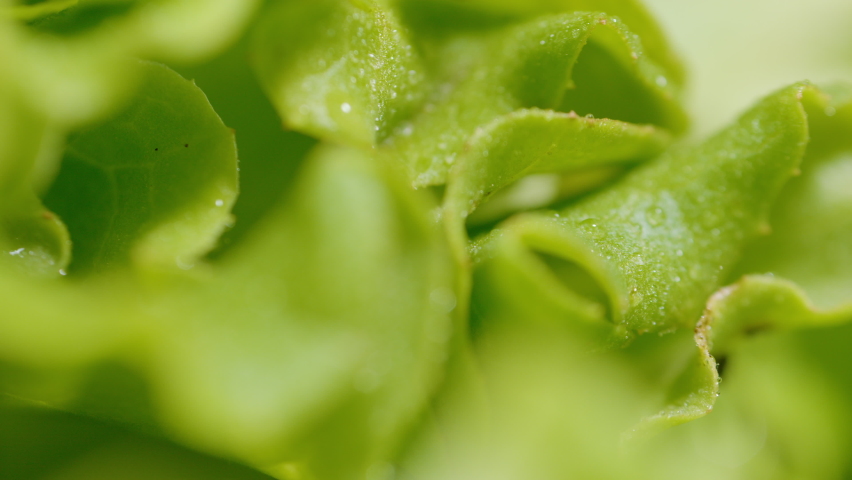 MACRO, DOF: Detailed close up shot of fresh water droplets covering the lush green romaine lettuce leaves. Curly-leafed head of lettuce has been watered by an automatic greenhouse irrigation system.