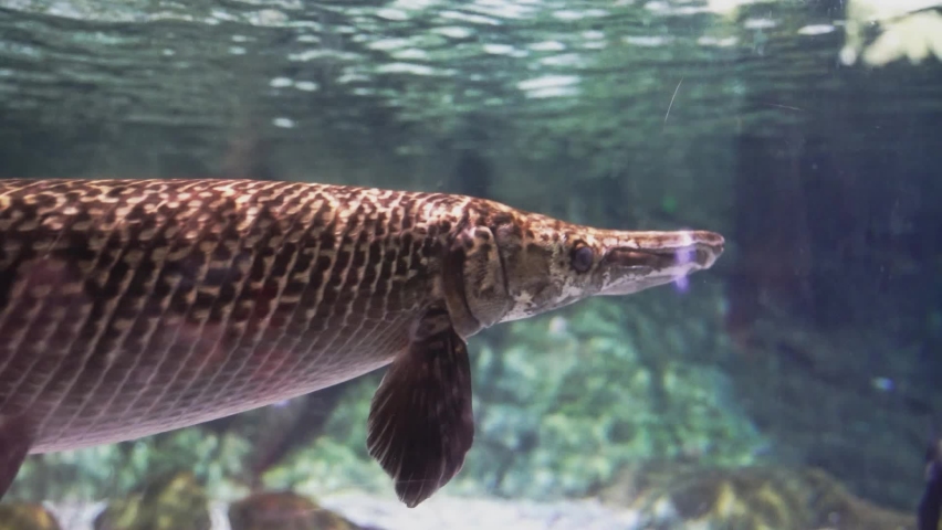 Crocodiles, finches, eels and crocodiles swim in the water