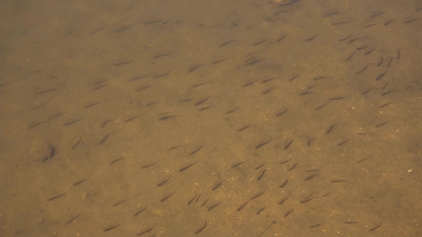 A Lot of Fry Fish in the Lake swimming slowly. School Of Small Fish Gathers In Shallow Water. High quality FullHD footage Royalty-Free Stock Footage #1091818923