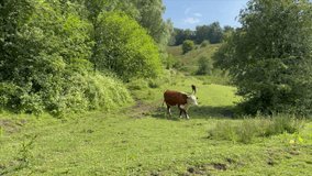 Cows in a field walking towards the camera. 4K video. 