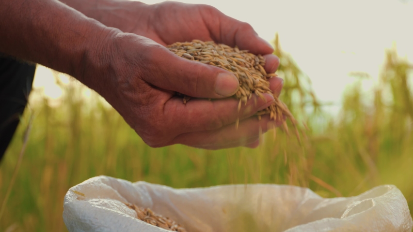 close up Hands of farmer touching poured through the fingers wheat grains in a sack. side view cropped of a Farmer hands with grains in hands on wheat field Royalty-Free Stock Footage #1091820173