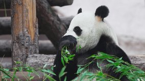 Cute Panda eating bamboo stems. Giant Panda eats the green shoots of bamboo. Close-up shot. 4K slow motion 120 fps video