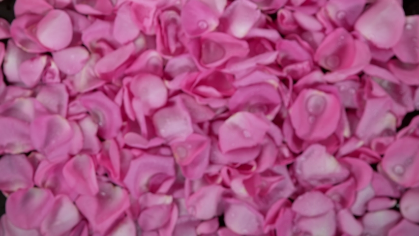 Super slow motion shot of flying pink rose petals and water drops isolated on black at 1000 fps. | Shutterstock HD Video #1091821495