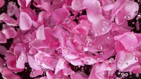 Super slow motion shot of flying pink rose petals and water drops isolated on black at 1000 fps. - Powered by Shutterstock - Get 15% off with code: PIKWIZARD15