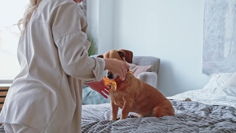 Caucasian woman home clothes in cozy bedroom puts small glasses on her little brown dog dachshund dressed on her orange butterfly, close-up, concept of playing with a pet