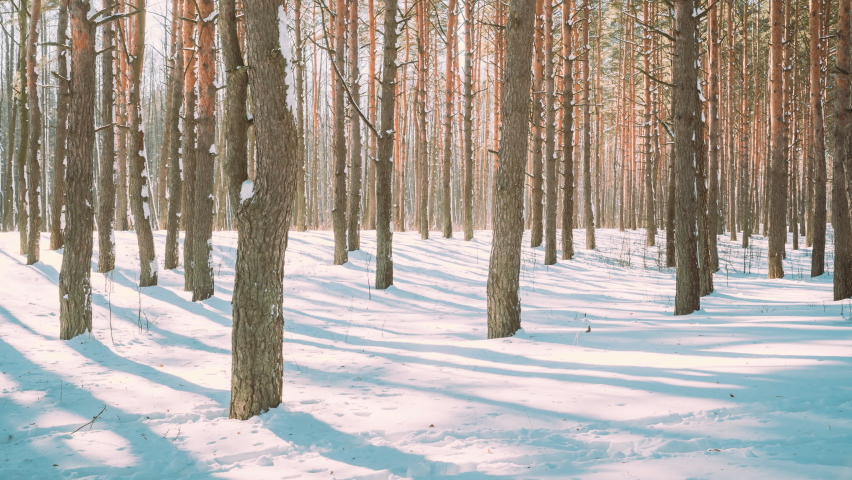 4K Beautiful Blue Shadows From Pines Trees In Motion On Winter Snowy Ground. Sun Sunshine In Forest. Sunset Sunlight Shining Through Pine Greenwoods Woods Landscape. Snow Nature Time-Lapse Time Lapse. Royalty-Free Stock Footage #1091825267