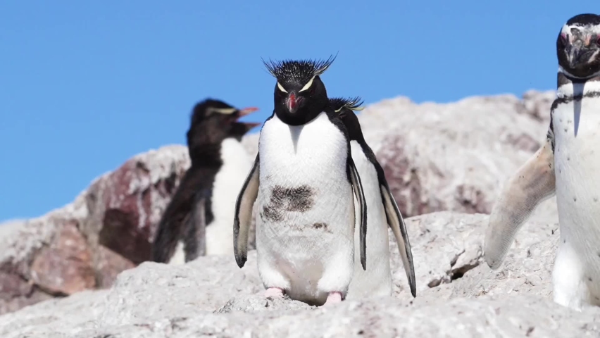 A Southern Rockhopper Penguin is hopping on the rocks amongst Magellanic Penguins at Isla Penguino, Puerto Deseado, Santa Cruz province, Argentina Royalty-Free Stock Footage #1091825557