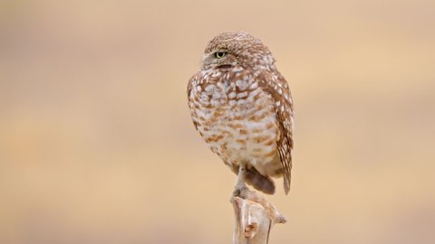 Cute Burrowing Owl Shot in the Desert Near Los Angeles