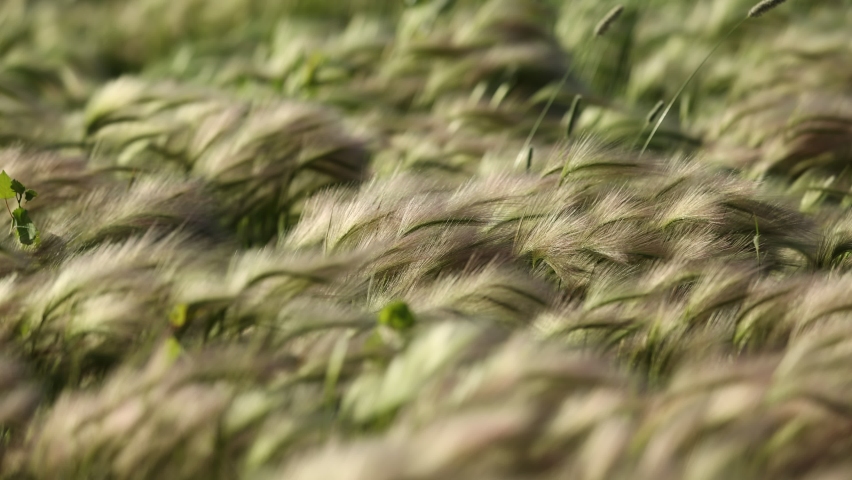 Field full of foxtails blowing in the wind in slow motion.  Foxtails are a hazard for dogs and other pets.  Shallow Depth of Field | Shutterstock HD Video #1091834065