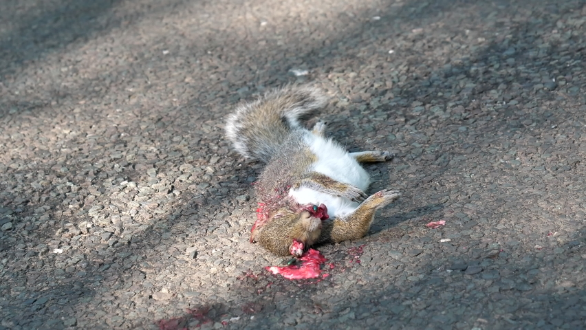 Green flies feeding on dead animal squirrel hit by car on the road in England, United Kingdom.