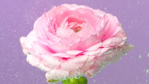 Close up of flower underwater. Macro view of a blossoming opened rose bud in bubbling water isolated on a purple wall background.