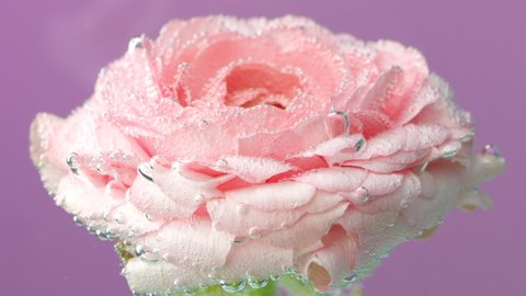 Close up of flower underwater. Stock footage. Macro view of a blossoming opened rose bud in bubbling water isolated on a purple wall background.