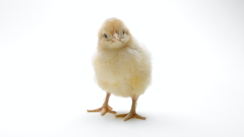 Tiny newborn poultry chicken chick on light white studio background. Concept of traditional easter bird, spring celebration. Isolated object, perfect for projects. Royalty-Free Stock Footage #1091844251