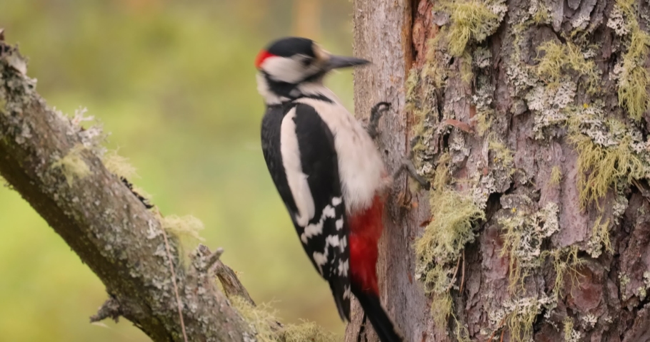 Great spotted woodpecker bird on a tree looking for food. Great spotted woodpecker (Dendrocopos major) is a medium-sized woodpecker with pied black and white plumage and a red patch on the lower belly Royalty-Free Stock Footage #1091844903