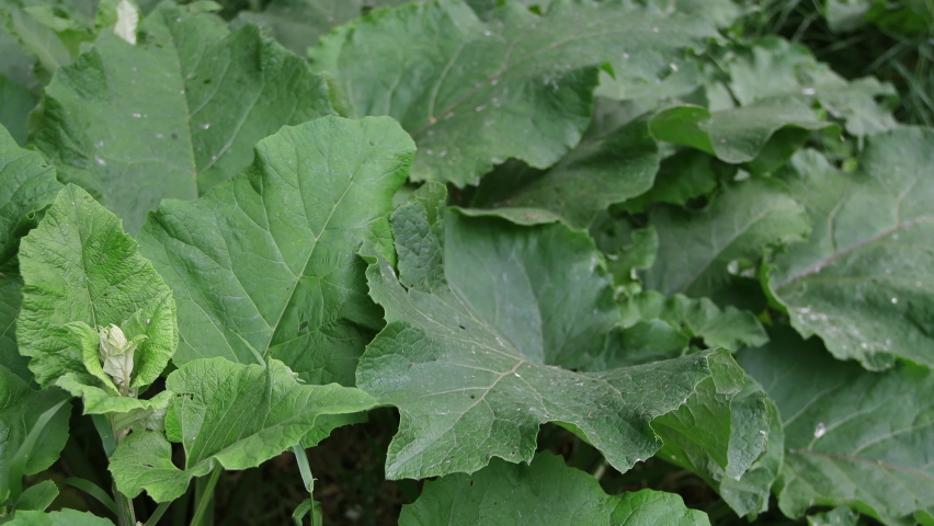 Large green leaves of burdock in forest sway in wind. Use as background | Shutterstock HD Video #1091846305